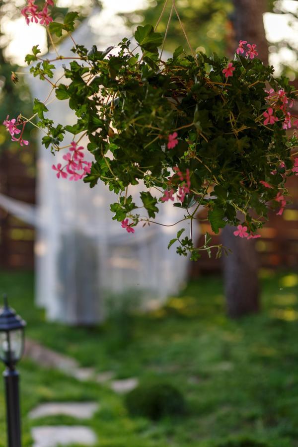 בלוגראדצ'יק Villa Rose מראה חיצוני תמונה